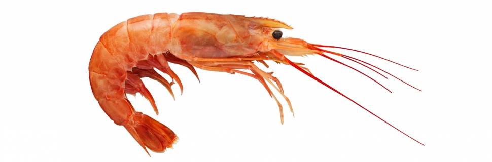 Camarão da Argentina: Uma novela brasileira