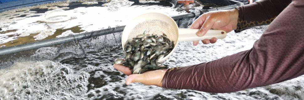 Produção de tilápia no Brasil cresce 6,83% e supera 707 mil toneladas