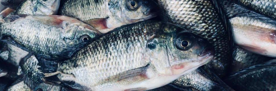 São Paulo define regras sanitárias contra vírus na tilápia