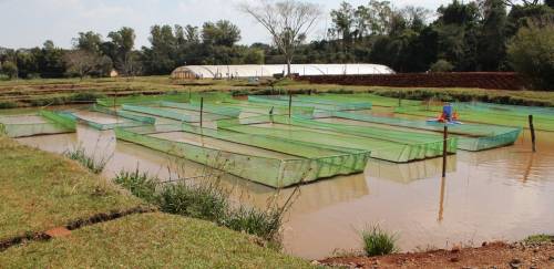 Anuário PeixeBR: piscicultura brasileira cresce 4,7% % em 2021