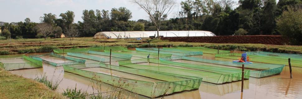  Aquicultor tem até 31 de março para entregar o RAP