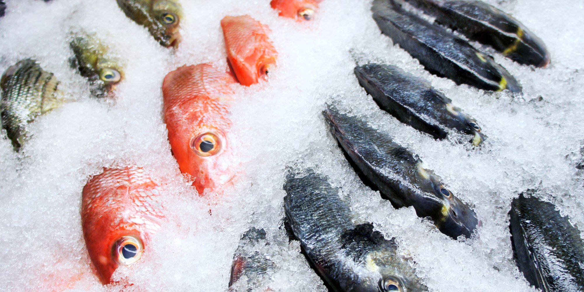 PAC Controle de temperatura: com pescado nem tudo é gelo!