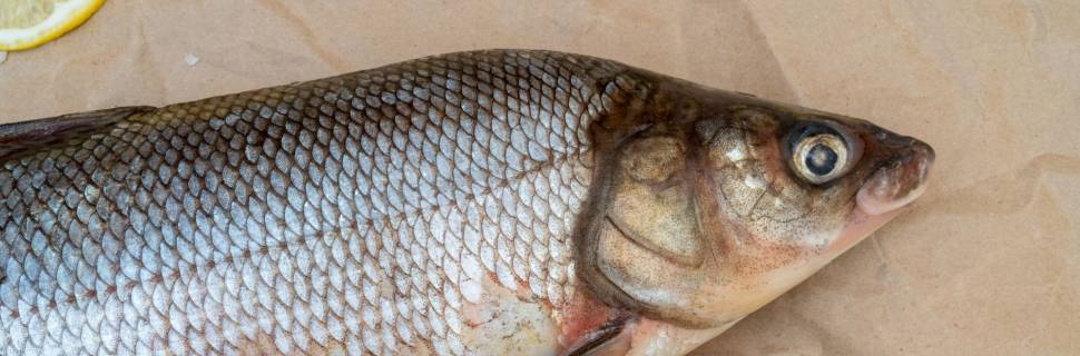 Biosseguridade como fator de qualidade do produto final