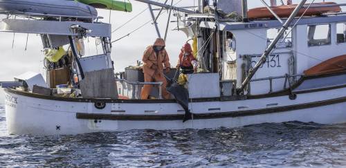 ASMI é otimista sobre a safra 2021 e o consumo de salmão no Brasil ASMI é otimista sobre a safra 2021 e o consumo de salmão no Brasil