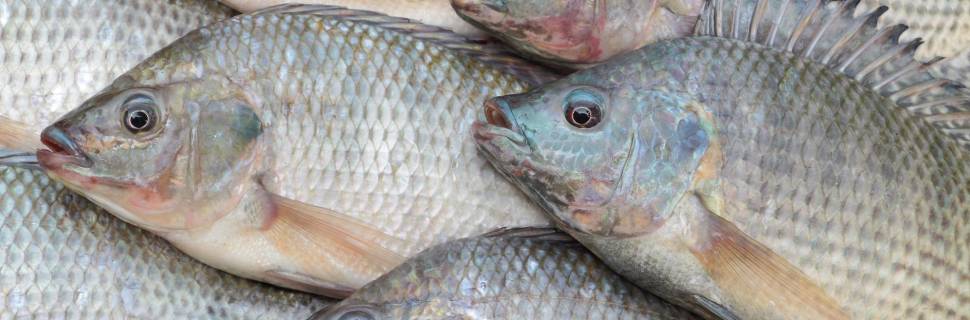 >PPM 2021: Brasil produziu 361,3 mil toneladas de tilápia PPM 2021: Brasil produziu 361,3 mil toneladas de tilápia