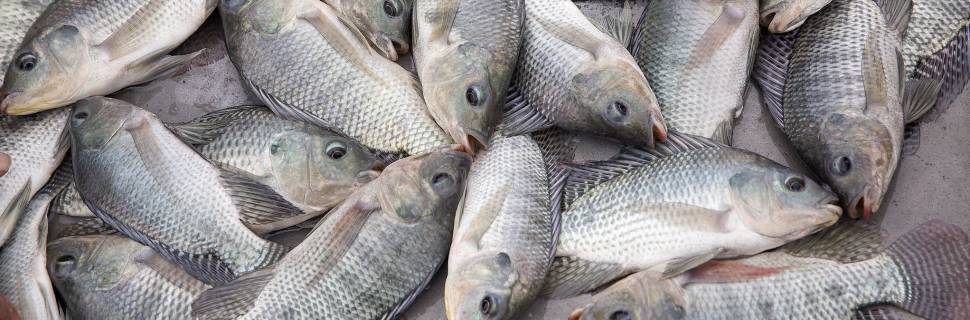 >Valores da tilápia seguem em alta com a chegada da Semana Santa Valores da tilápia seguem em alta com a chegada da Semana Santa