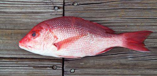Portaria do MPA atualiza autorizações e embarcações na pesca do pargo