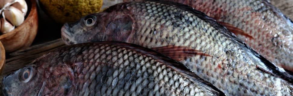 A ameaça de invasão vietnamita