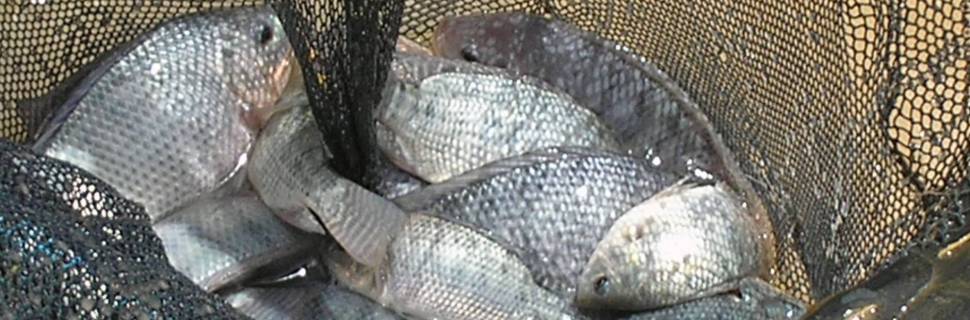 >Valores da tilápia têm saltado com Quaresma e a alta nos custos Valores da tilápia têm saltado com Quaresma e a alta nos custos