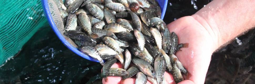 >Sanidade na aquicultura: dores do crescimento Sanidade na aquicultura: dores do crescimento