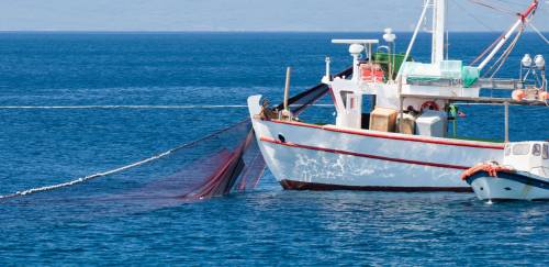 Conheça os finalistas do Global Fisheries Innovation Award 2022