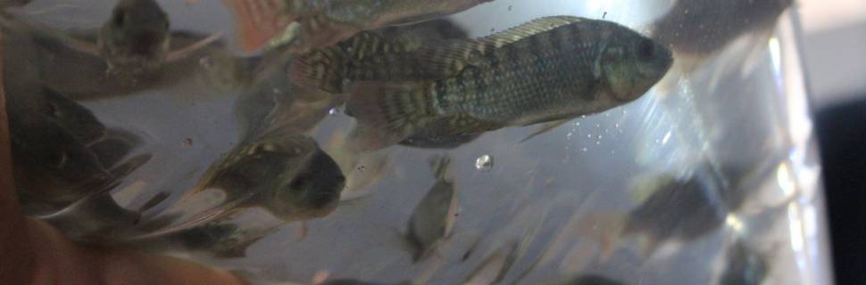 Governo Federal lançará o Plano Safra 2021/22 nesta terça-feira (22)