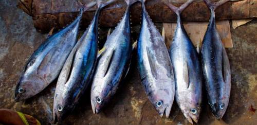 Cadeia do atum no Brasil: do déficit comercial histórico ao superávit