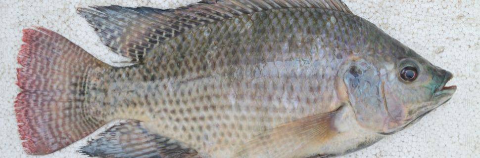 A próxima geração de tilápia: o projeto genético da Brazilian Fish 