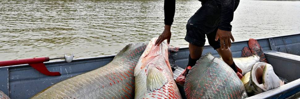 População de pirarucu cresce 631% nas terras indígenas em AM 