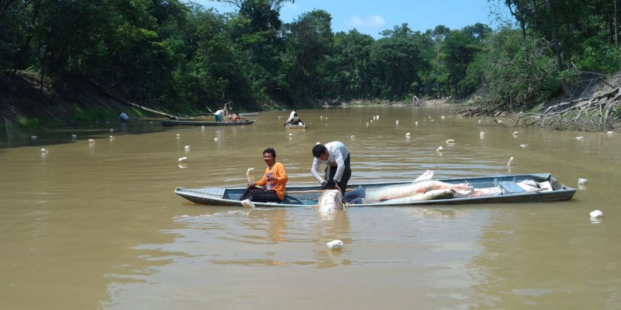 Crise hídrica: manejo do pirarucu supera a seca extrema