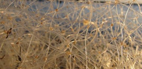 Nota conjunta do Sindipi e Sitrapesca critica burocracia do setor Nota conjunta do Sindipi e Sitrapesca critica burocracia do setor