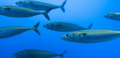 Más sementes, frutos ruins Más sementes, frutos ruins