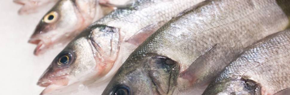 DNA Pescado 2022 mostra eficiência nas operações