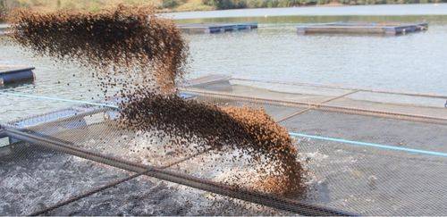 Rações para aquicultura totalizaram 892 mil t no 1º semestre do ano