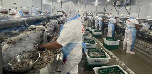 A combinação que amplia o beneficiamento do camarão cearense A combinação que amplia o beneficiamento do camarão cearense