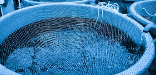 A importância de protocolos e processos para mitigar riscos no cultivo