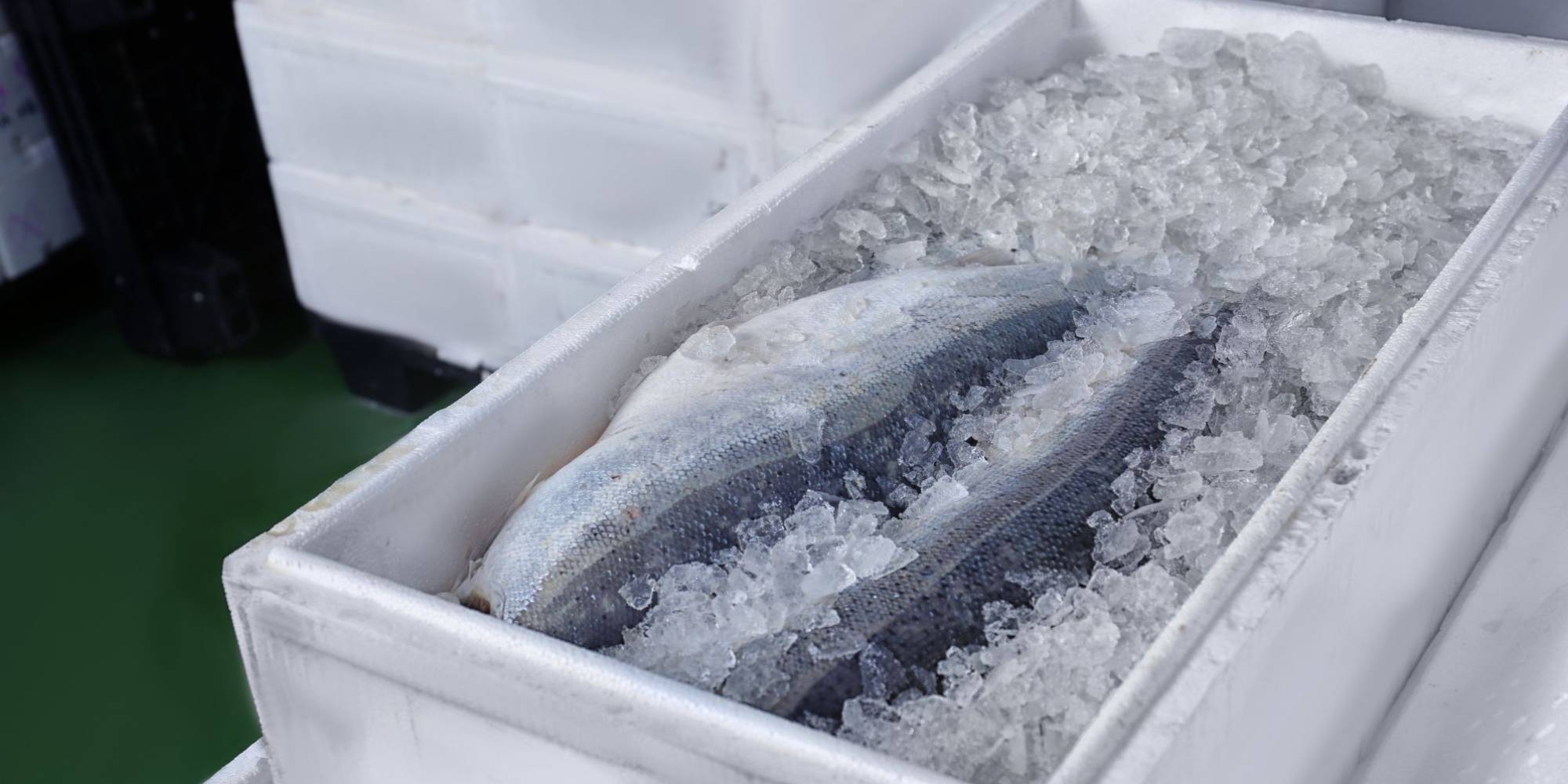 Cadeia de frio x qualidade de pescado e a importância no verão