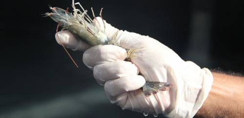 Com foco em sanidade, Brasil pode produzir 150 mil t de camarão 