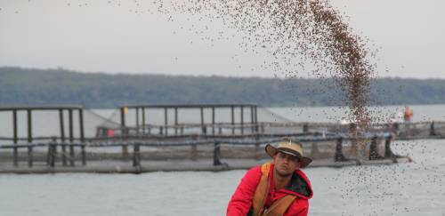 Produção de ração para aquicultura crescerá aproximadamente 7% em 2021