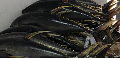 Amplo mercado: Morota Pescados investe R$ 3,5 milhões em nova planta  