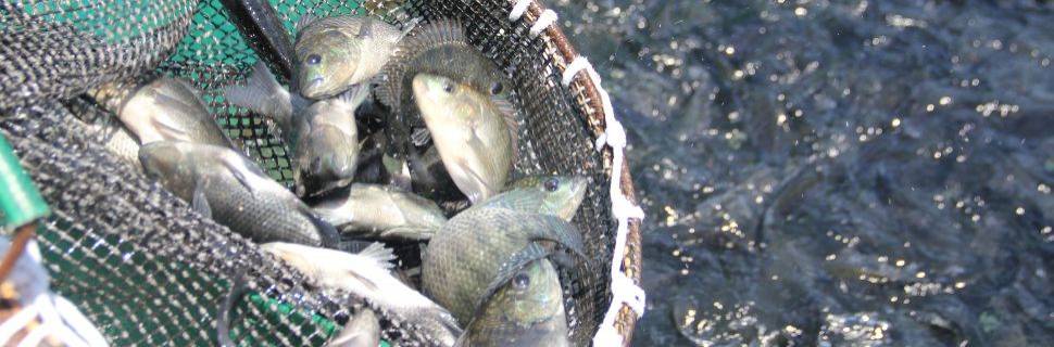 Exportações de piscicultura batem recorde no 1º trimestre