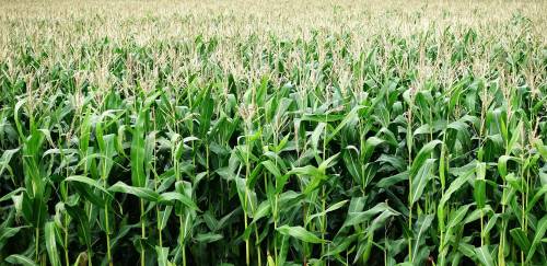 Plano Safra terá total de R$ 251,2 bi e pequenos acessarão 19% a mais 