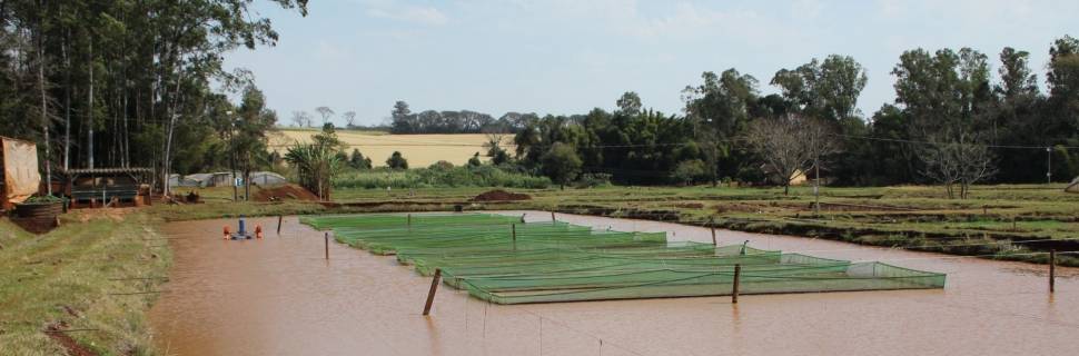 Em período pandêmico, piscicultura nacional tem ascensão ininterrupta