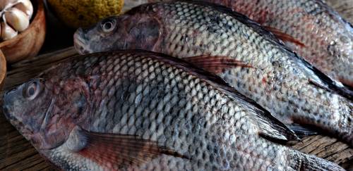 Brasil registra 579.080 t de tilápia produzidas em 2023