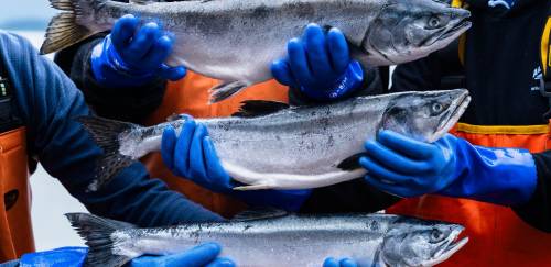 Sabor e sustentabilidade: O Salmão Selvagem do Alasca no Brasil Sabor e sustentabilidade: O Salmão Selvagem do Alasca no Brasil