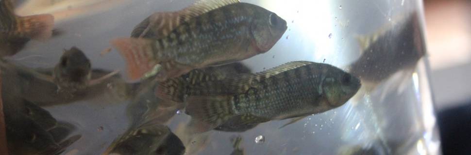 Ana emite primeira outorga para SAP de usina hidrelétrica em TO