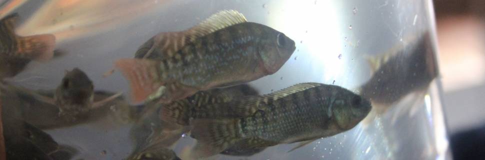 Tilápia representa 63,5% da produção de peixes no Brasil em 2021