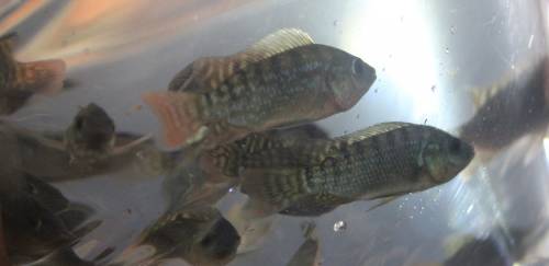 PT abre diálogo e aceita rever Projeto de uso das Águas da União