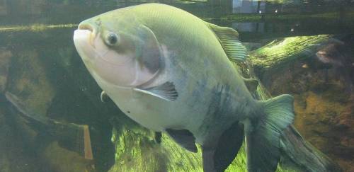 Desenvolvida primeira linhagem de pacu resistente à Aeromonas