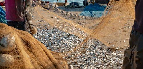 Metais pesados em pescado extrativo: riscos e estratégias para a saúde