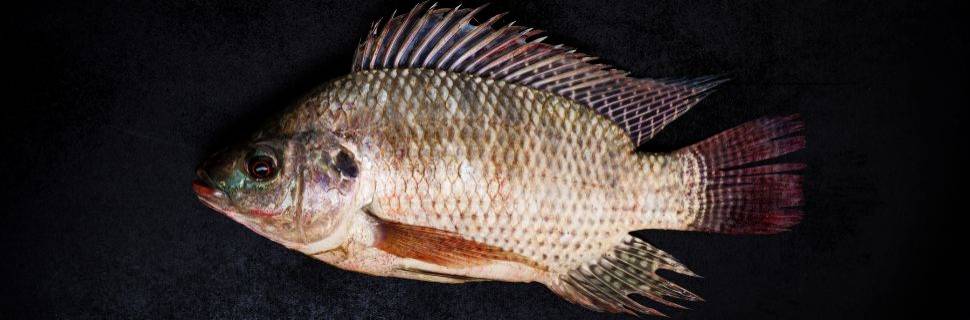 >MMA suspende elaboração da lista de espécies exóticas invasoras MMA suspende elaboração da lista de espécies exóticas invasoras