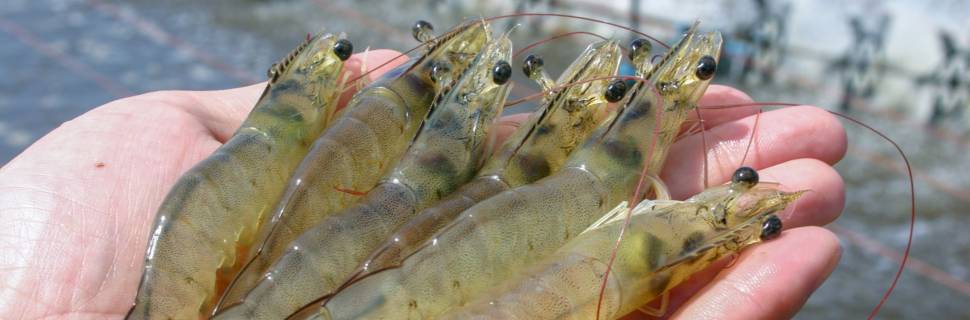 Protocolos produtivos: como lidar com doenças na carcinicultura