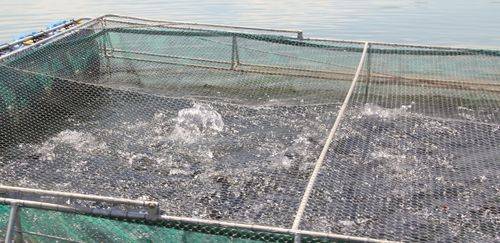 Larvas desidratadas de BSF: nova tendência na aquicultura brasileira