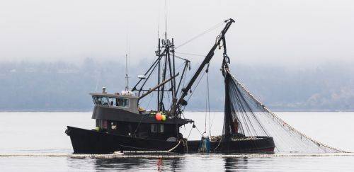 Entre avanços e retrocessos, a pesca precisa de uma nova lei Entre avanços e retrocessos, a pesca precisa de uma nova lei