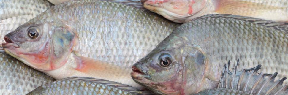 Exportações de tilápia do Brasil sob pressão com nova tarifa dos EUA