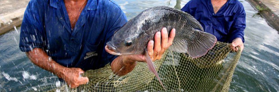 >Tilápia registra novas quedas de preços em regiões produtoras Tilápia registra novas quedas de preços em regiões produtoras