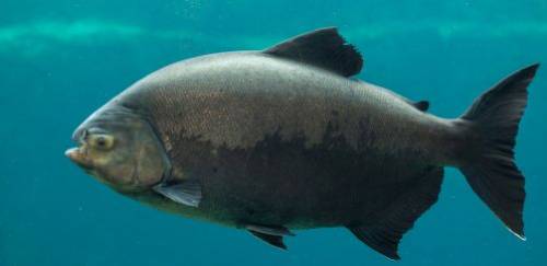Os desafios para a consolidação da cadeia dos peixes nativos no Brasil