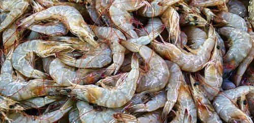 Valor das exportações de camarão do Equador em 2025 crescem 23% 