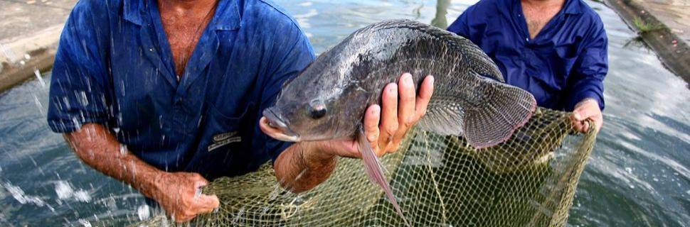 Instituto de Pesca orienta criadores sobre manejo no inverno