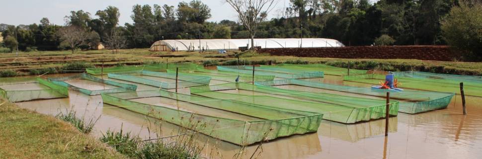 Anuário PeixeBR: piscicultura brasileira cresce 4,7% % em 2021